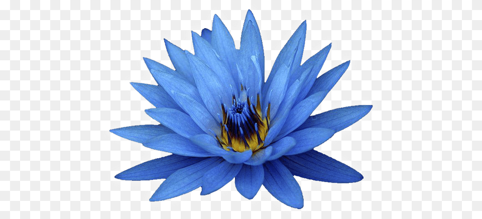 Blue Lotus Tr Blue Flowers White Background, Flower, Lily, Plant, Pond Lily Png Image