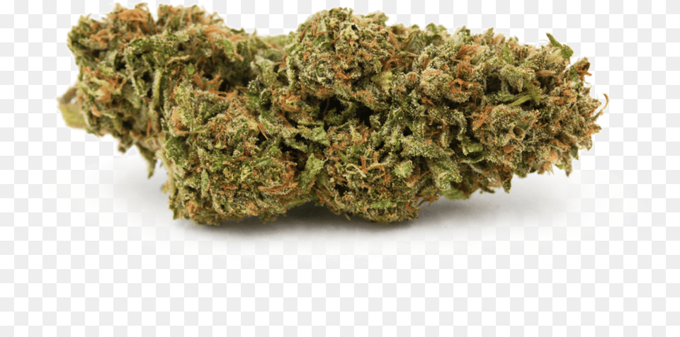 Blue Magoo, Plant, Weed Free Transparent Png