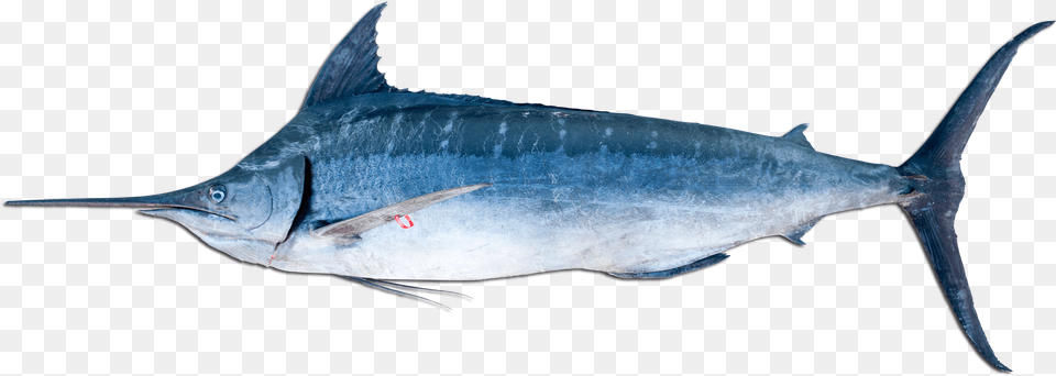 Blue Marlin, Animal, Sea Life, Fish, Shark Free Png Download