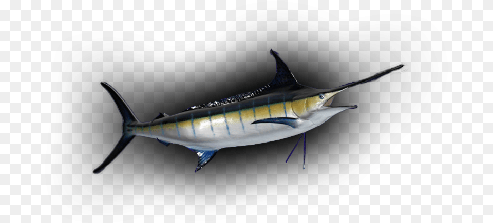 Blue Marlin Fish Mount Replica Blue Marlin, Animal, Sea Life, Swordfish, Shark Free Png Download