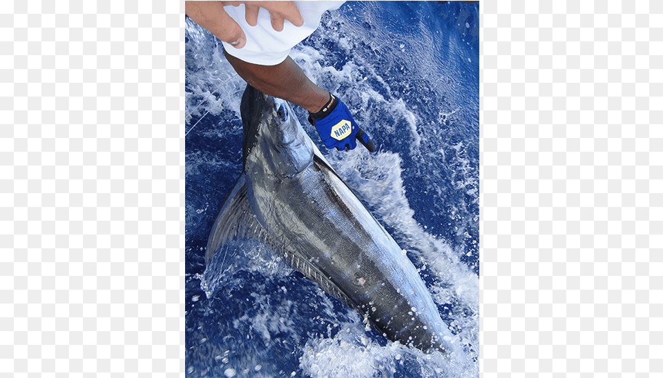 Blue Marlin Fishing Curacao Pull Fish Out Of Water, Outdoors, Leisure Activities, Person, Sea Life Free Transparent Png