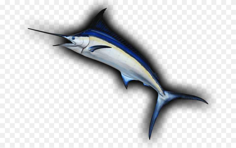 Blue Marlin Leaping Curve Fish Mount Replica Atlantic Blue Marlin, Animal, Sea Life, Swordfish Png Image