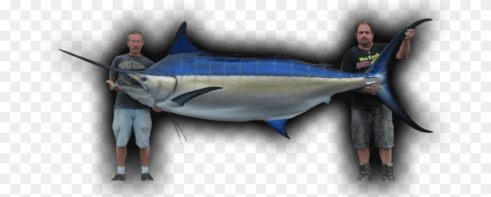 Blue Marlins, Animal, Sea Life, Fish, Shark Png