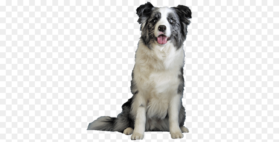 Blue Merle Border Collie To Be The Star Collie Border Collie Transparent Dogs, Animal, Canine, Dog, Mammal Png Image