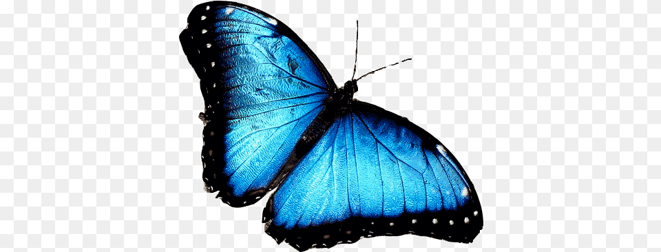 Blue Morpho African Butterfly Animals Have Hydrostatic Skeletons, Animal, Insect, Invertebrate Free Png Download
