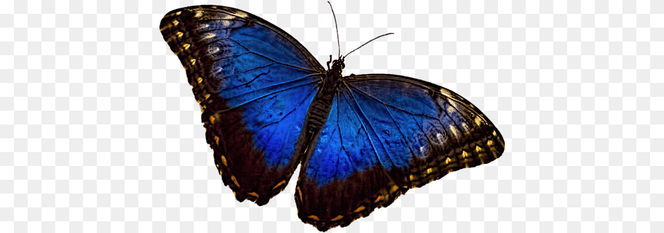 Blue Morpho Butterfly, Animal, Insect, Invertebrate, Accessories Png