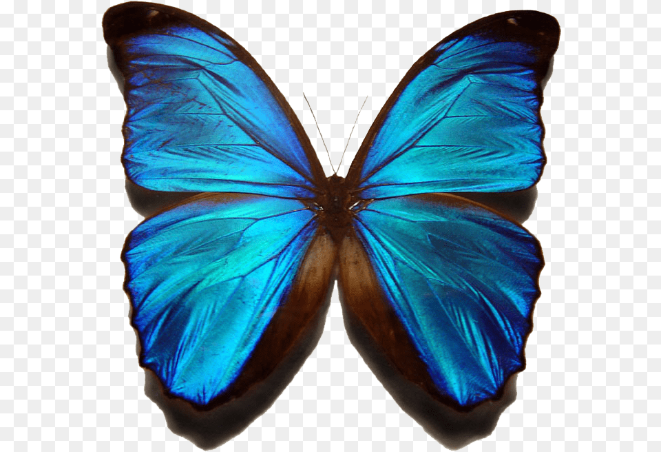 Blue Morpho Butterfly Blue Butterfly With No Background, Animal, Insect, Invertebrate Free Transparent Png