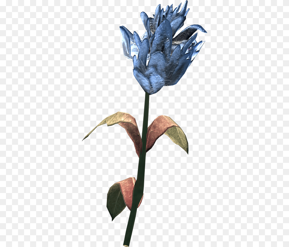 Blue Mountain Flower Skyrim Mountain Flower, Acanthaceae, Petal, Plant, Leaf Free Transparent Png