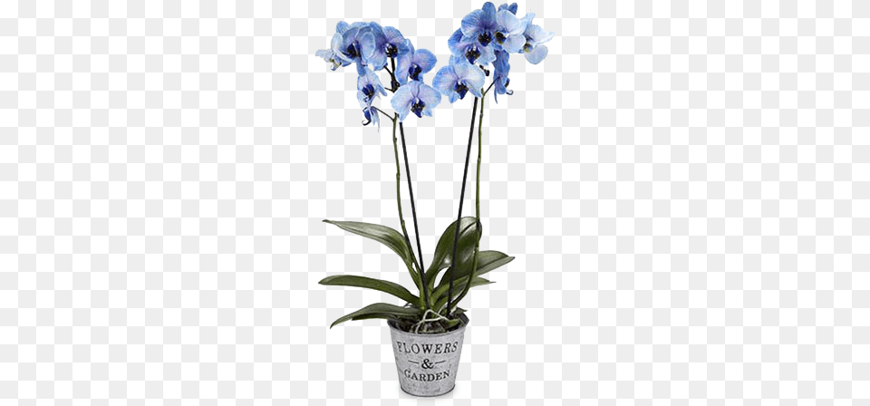 Blue Orchid Blaue Orchidee, Flower, Plant, Flower Arrangement Png