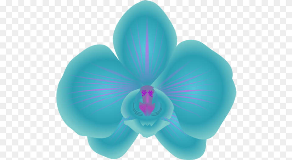 Blue Orchids Vector Transparent Animated Blue Orchid Flower, Plant Png Image