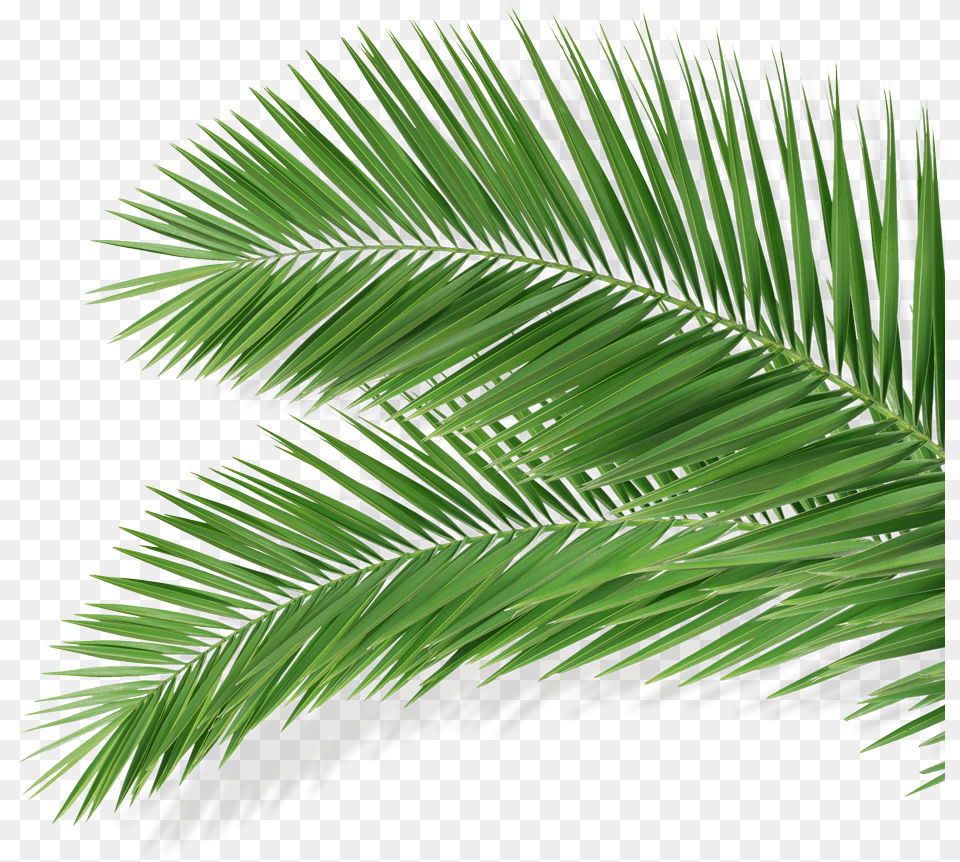 Blue Palm Leaves, Green, Leaf, Palm Tree, Plant Free Png Download