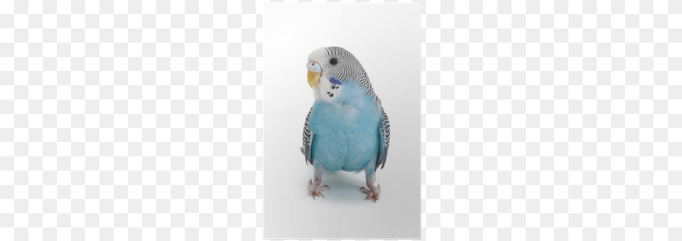 Blue Parakeet Throw Blanket, Animal, Bird, Parrot Free Png