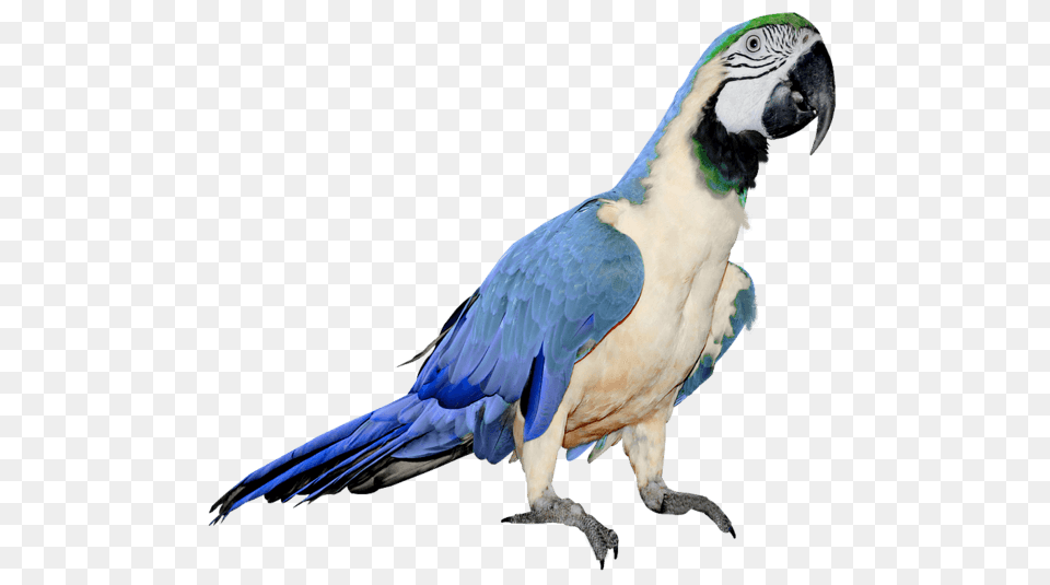 Blue Parrot, Animal, Bird Png