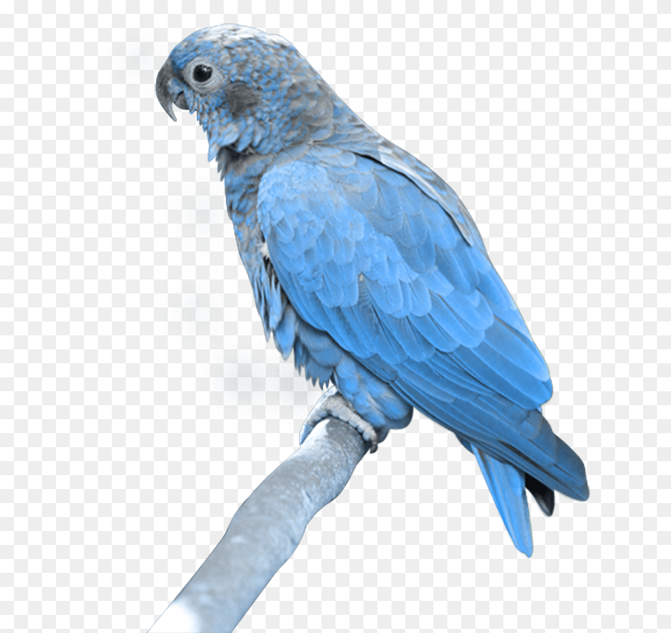 Blue Parrot, Animal, Bird Free Png Download