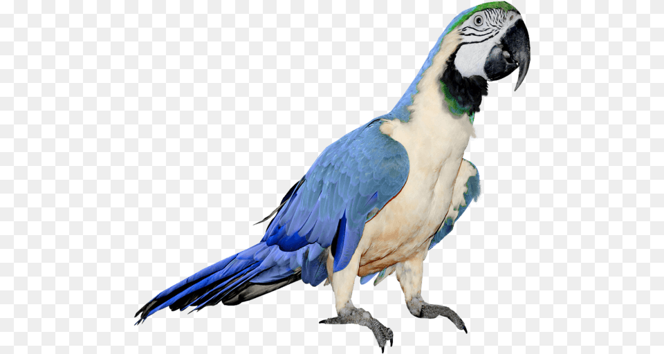 Blue Parrot Blue And White Parrot, Animal, Bird Png