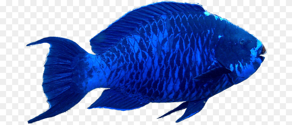 Blue Parrot Fish, Animal, Sea Life Free Transparent Png