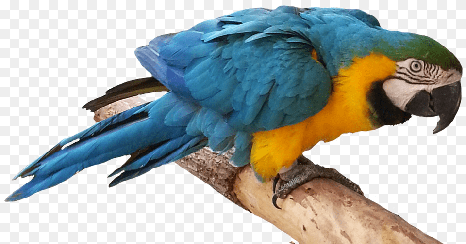 Blue Parrot Real Bird Clip Art, Animal, Macaw Free Png