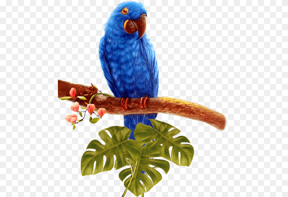 Blue Parrot Background Four Birds, Animal, Beak, Bird, Parakeet Free Transparent Png