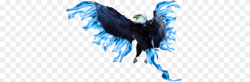 Blue Phoenix Mart Blue Phoenix, Animal, Bird, Eagle, Bald Eagle Free Transparent Png