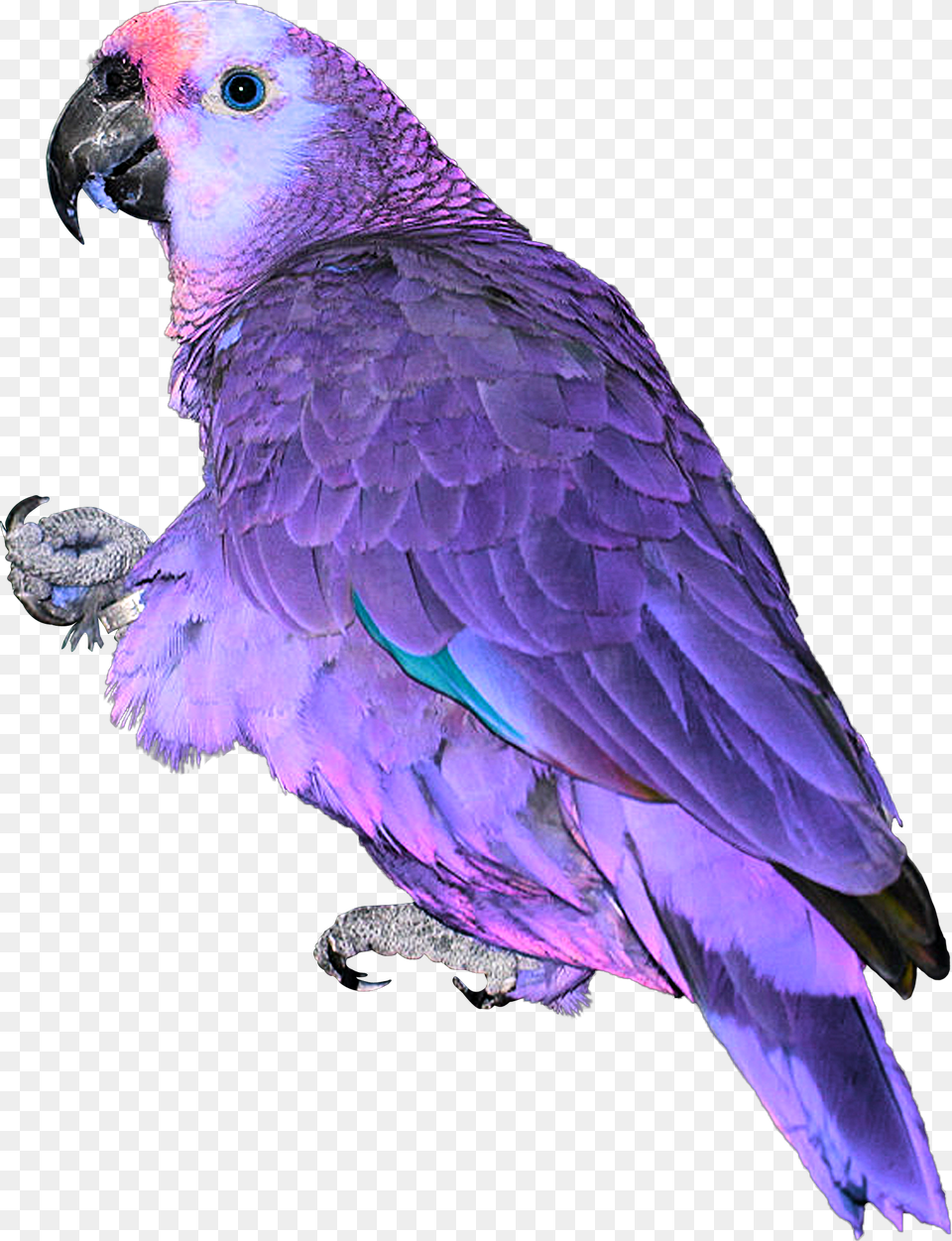 Blue Pink Neon Parrot Exotic Bird Feathers Africa Asia Papagaio, Animal Free Png
