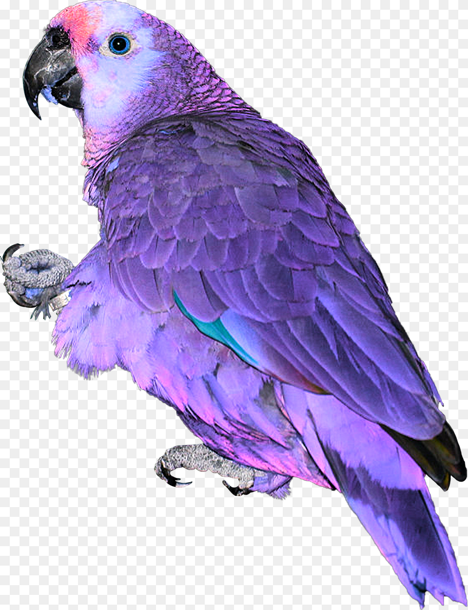 Blue Pink Neon Parrot Exotic Bird Feathers Africa Asia Parrot, Animal Free Png Download