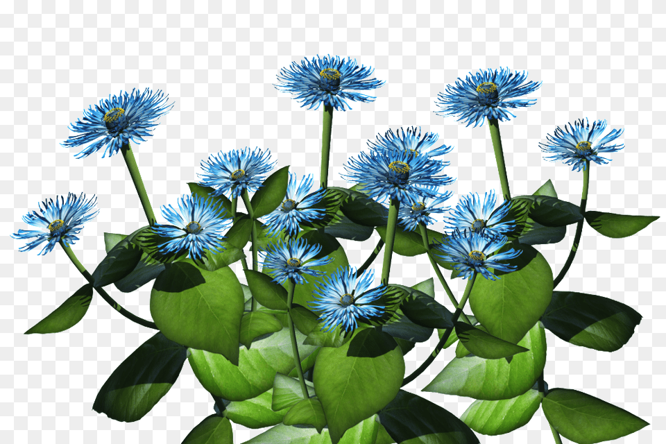 Blue Plant Image, Daisy, Flower, Dahlia, Flower Arrangement Free Png