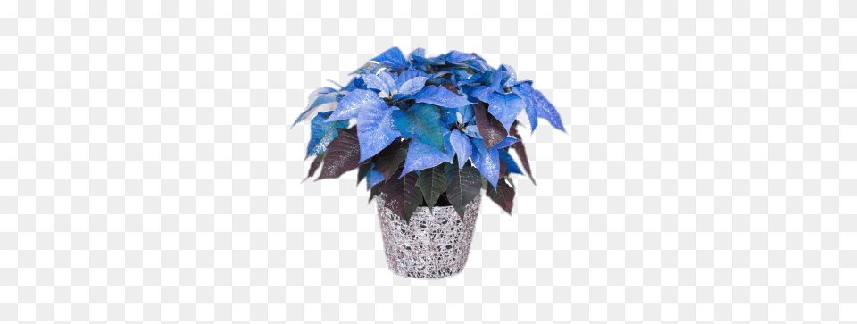 Blue Poinsettia, Jar, Leaf, Plant, Planter Png