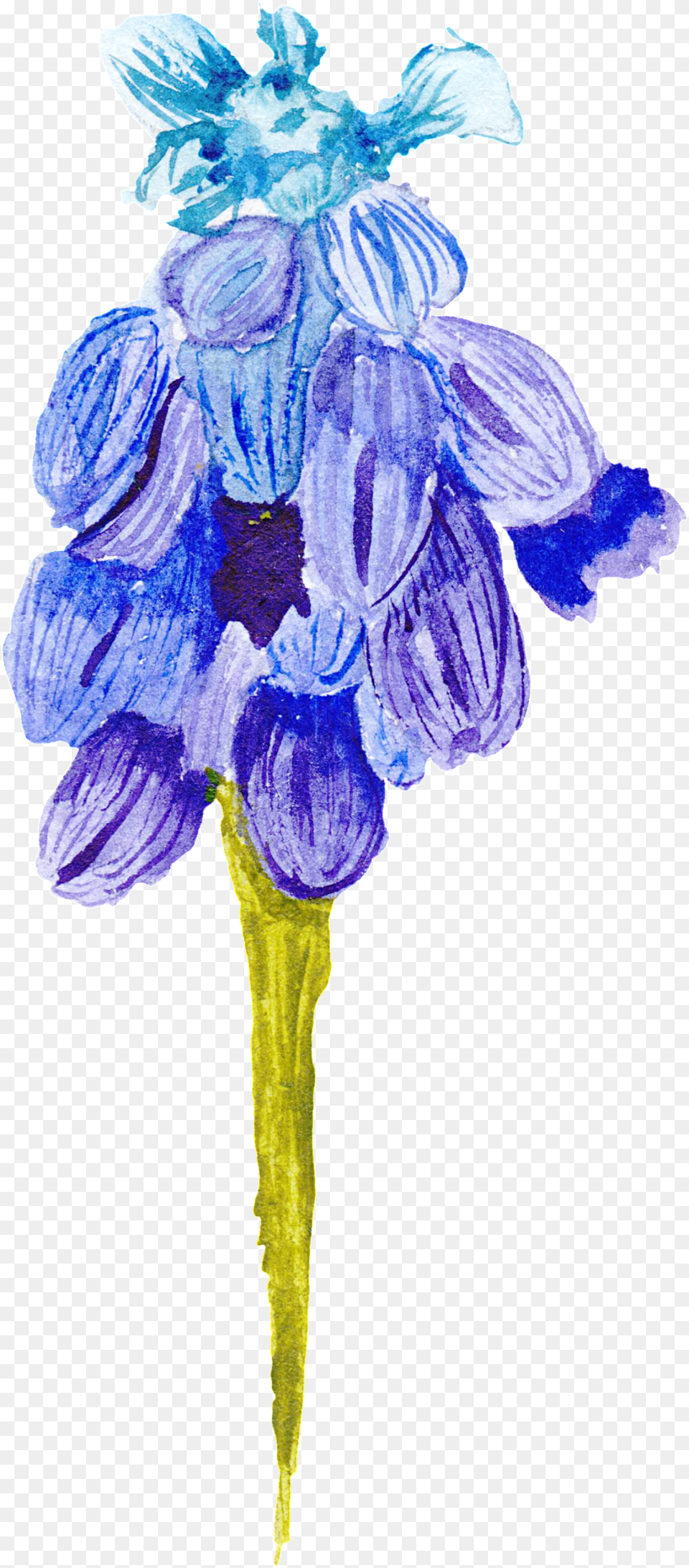 Blue Purple Flower Transparent Decorative, Petal, Plant, Iris, Person Free Png