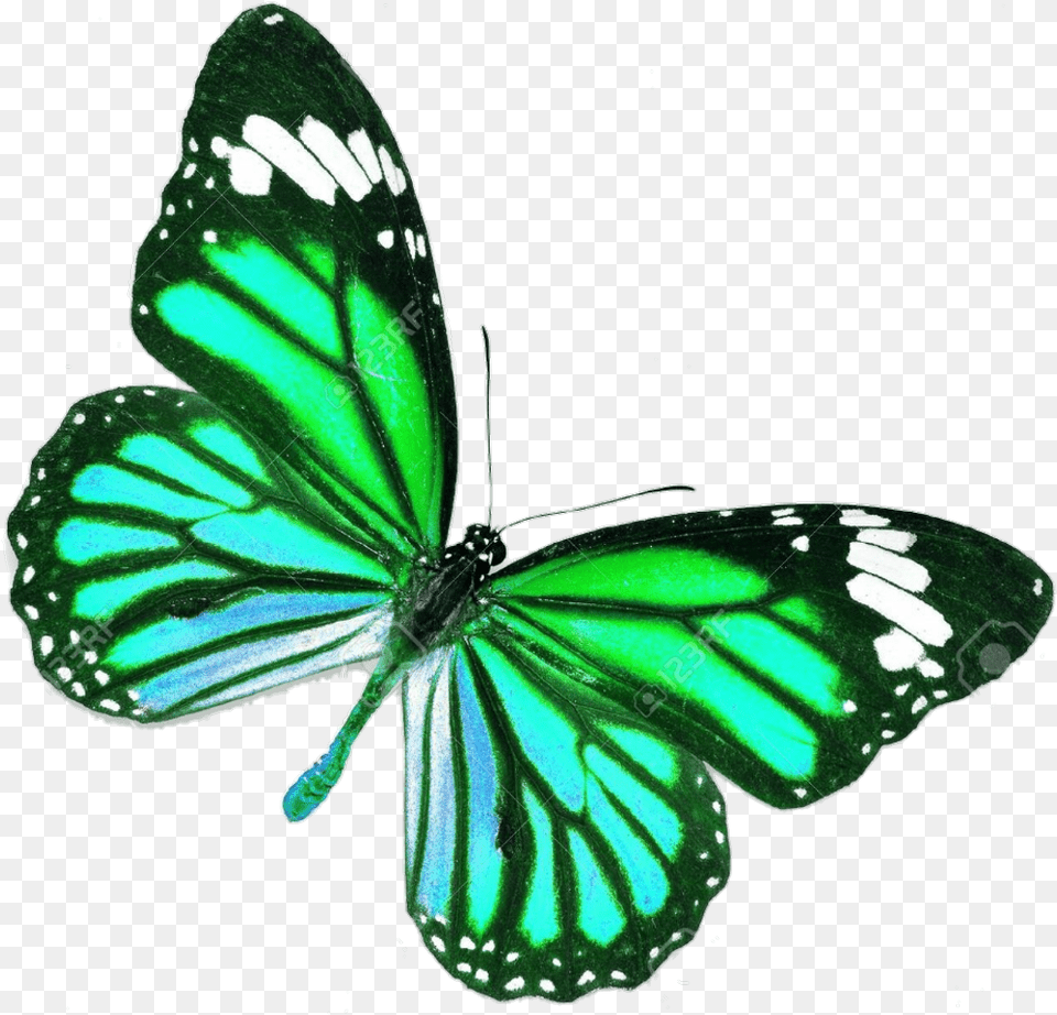 Blue Real Life Butterfly Purple Butterfly Tattoo Design, Plant, Animal, Insect, Invertebrate Free Png Download