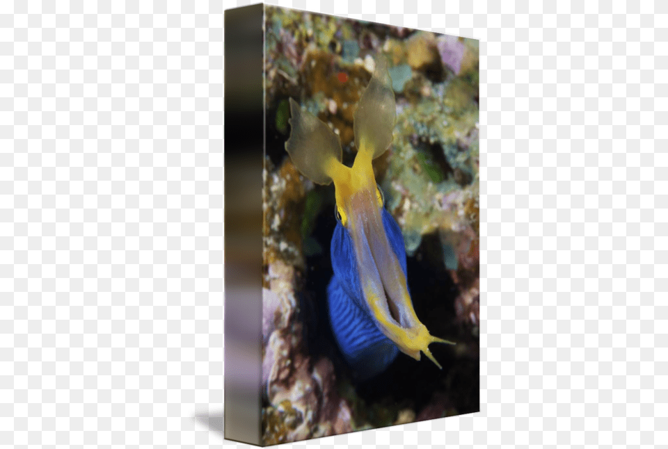 Blue Ribbon Eel Displays Its Open Mouth Ribbon Eel, Water, Aquatic, Sea Life, Sea Png