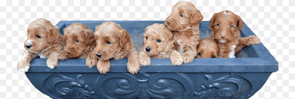 Blue Ridge Labradoodles Toy Dog, Animal, Canine, Mammal, Pet Png