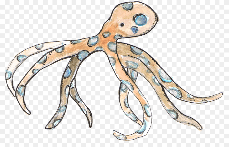 Blue Ring Octopus Octopus, Animal, Sea Life, Invertebrate Free Png