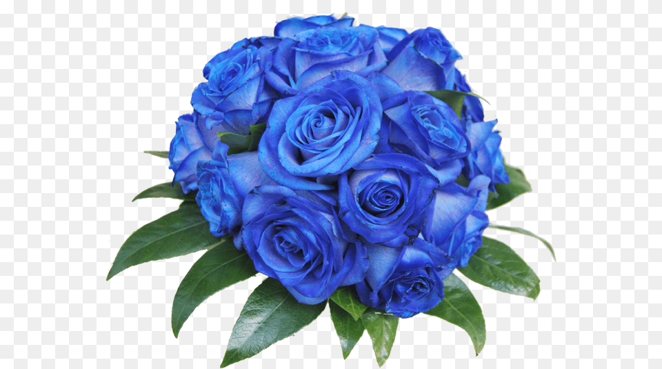 Blue Rose, Flower, Flower Arrangement, Flower Bouquet, Plant Free Png