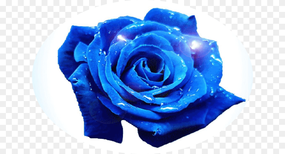 Blue Rose, Flower, Plant, Petal Free Png Download