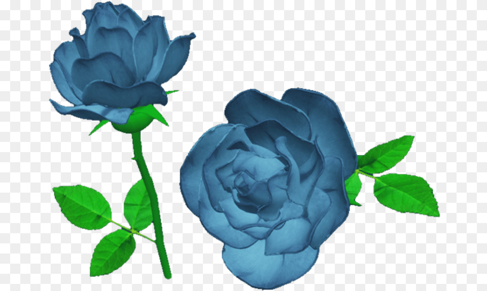 Blue Rose, Flower, Plant Free Transparent Png