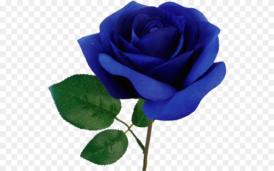 Blue Rose, Flower, Plant Png Image