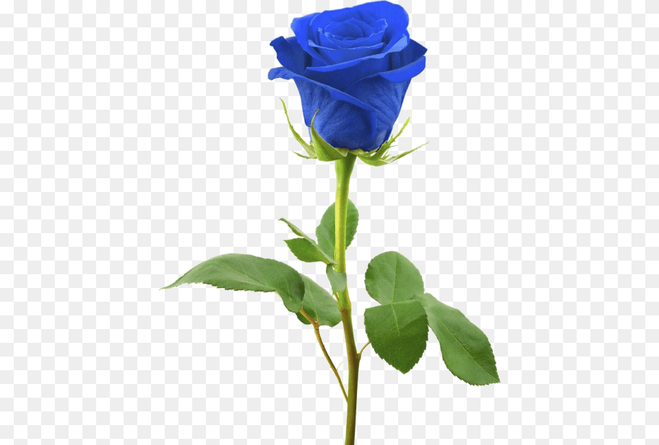 Blue Rose, Flower, Plant Free Png Download