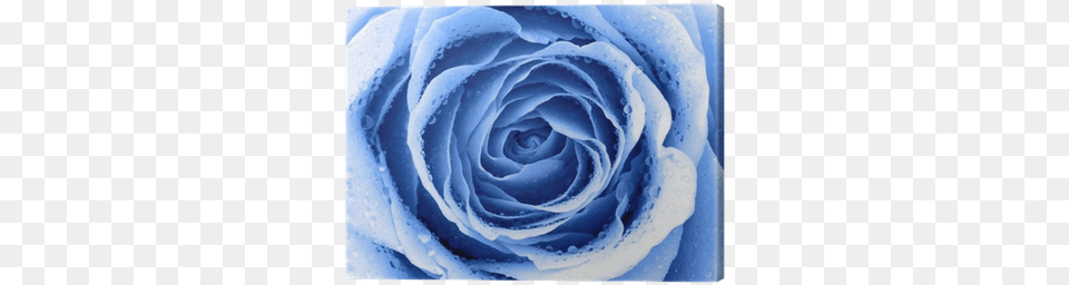 Blue Rose, Flower, Plant Free Transparent Png