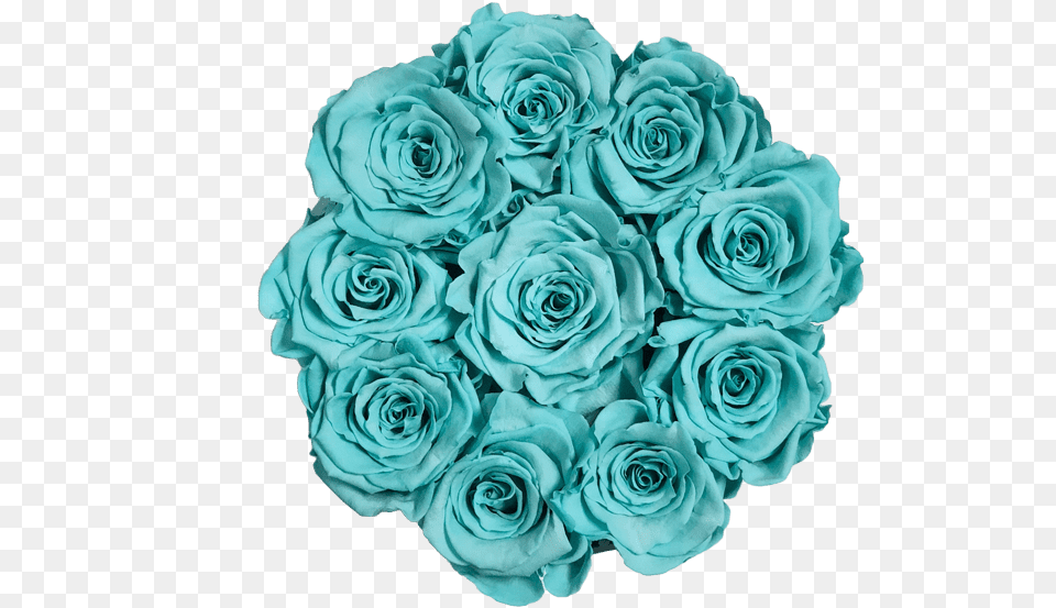 Blue Rose, Flower, Plant, Turquoise, Flower Arrangement Free Transparent Png