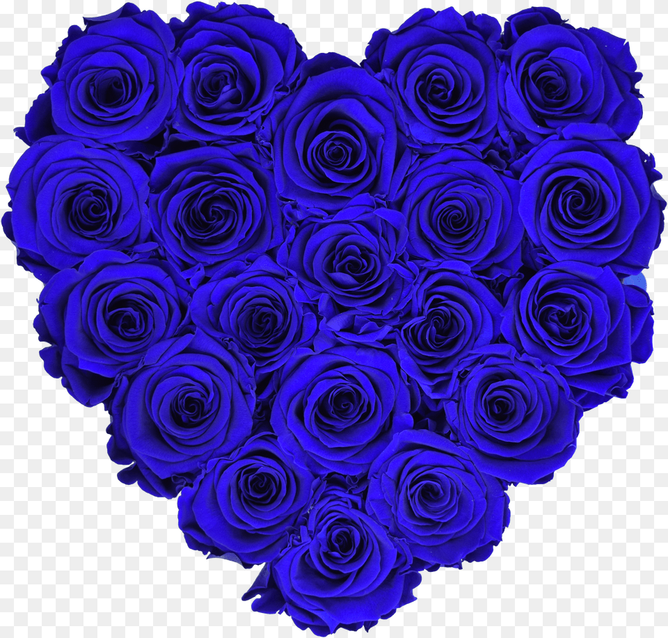 Blue Rose Png Image