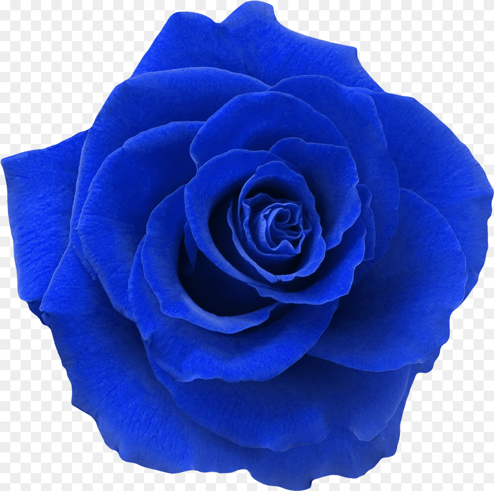 Blue Rose, Flower, Plant Png Image