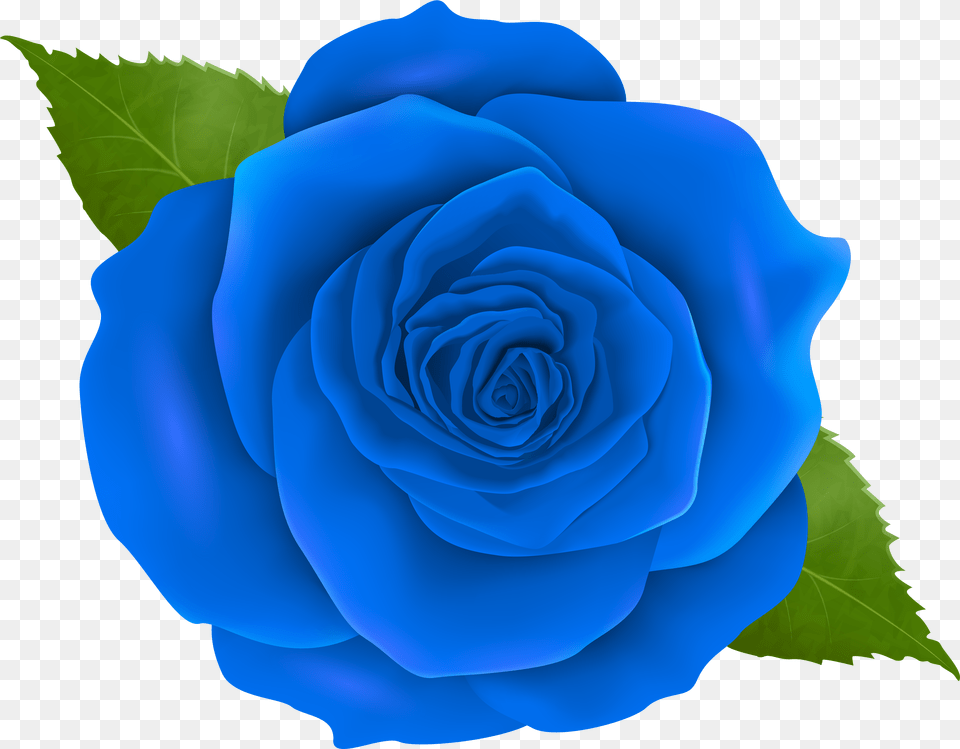 Blue Rose Png Image