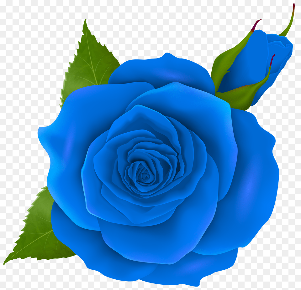 Blue Rose And Bud Transparent Clip Png