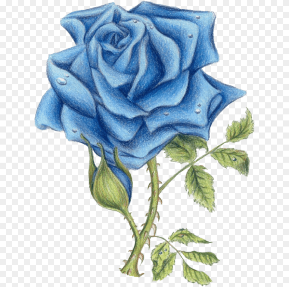 Blue Rose By Ded Blue Rose Images With Transparent Background, Flower, Plant, Art Png Image