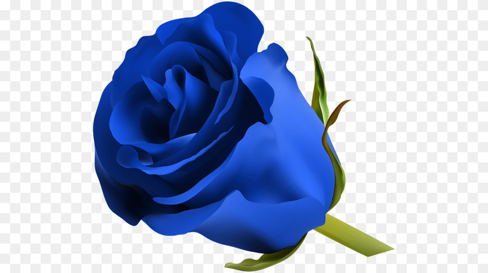 Blue Rose Clip Art, Flower, Plant Png