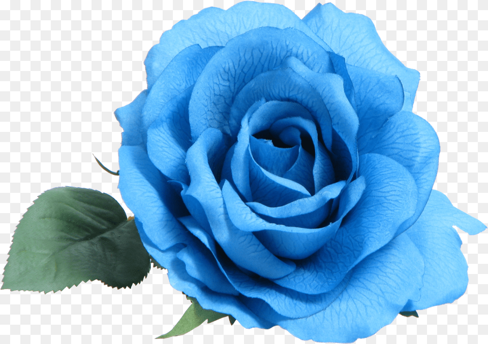 Blue Rose Clip Art White Roses Dow Transparent Blue Flower Free Png