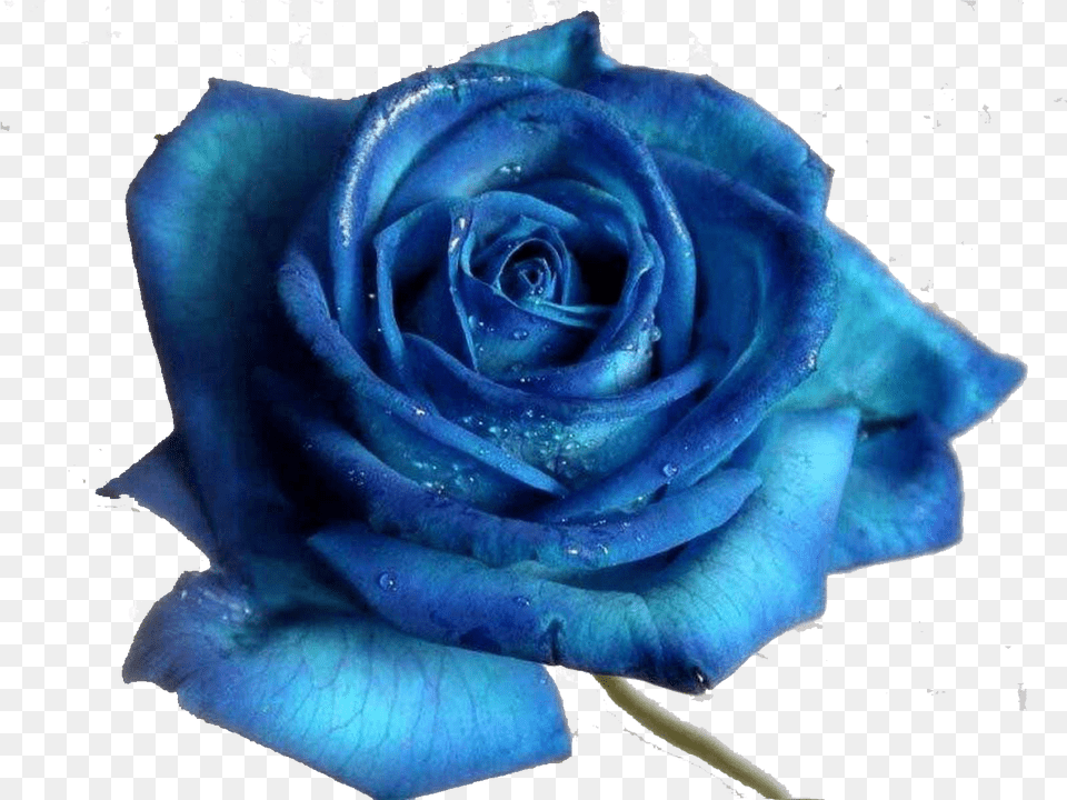 Blue Rose Desktop Wallpaper Flower Royal Blue Beautiful Blue Flower, Plant Png Image