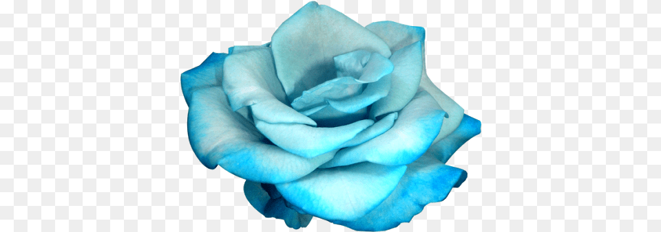 Blue Rose Discovered Pale Blue Flower, Petal, Plant Free Transparent Png