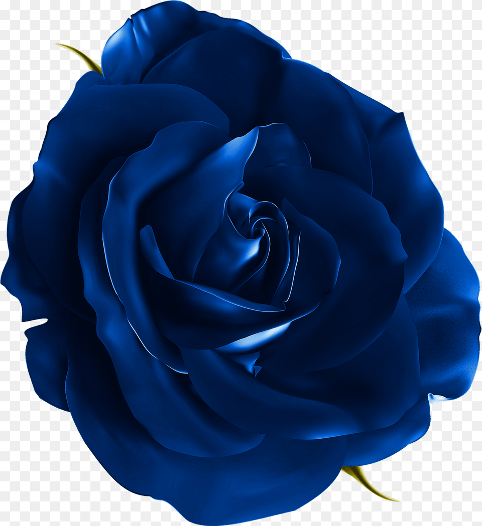 Blue Rose Download Free Transparent Blue Flowers Realistic Rose, Flower, Plant Png Image