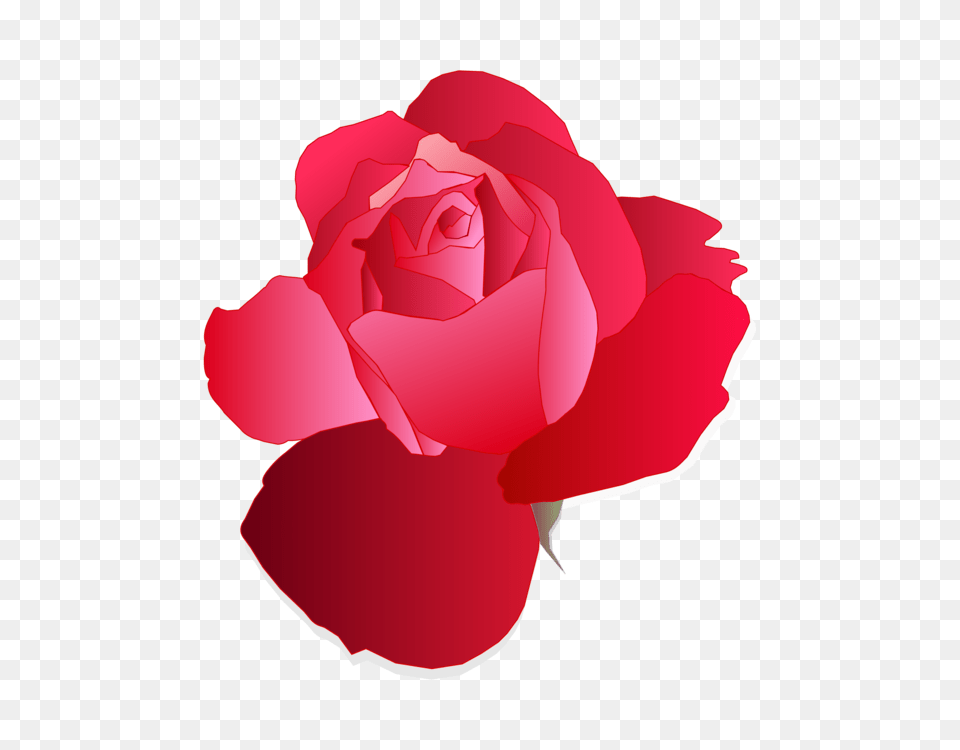 Blue Rose Drawing Flower, Petal, Plant Free Png Download